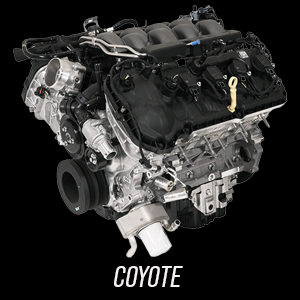 Coyote